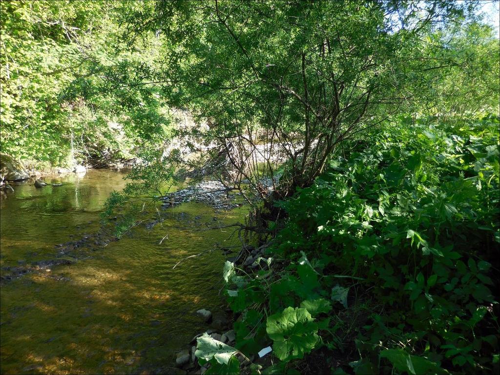 FIG. 2. Hucianka stream (the Beskid Niski Mts.), 400 m - habitat of Chelifera aperticauda.
