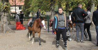 W Polsce hodujemy najlepsze pokazowe konie arabskie, jednak nie są one przeznaczone do wyścigów - mówi Agnieszka Kupczak, trener i właściciel kłusaków.