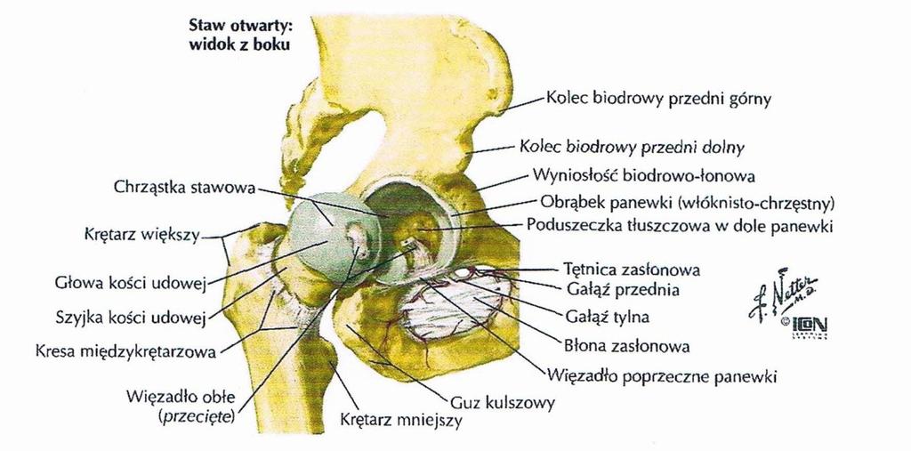 KOMPLEKSOWE POSTĘPOWANIE REHABILITACYJNE W ZŁAMANIU SZYJKI KOŚCI UDOWEJ się na powierzchnie stawowe stawu biodrowego [1]. Walter B.