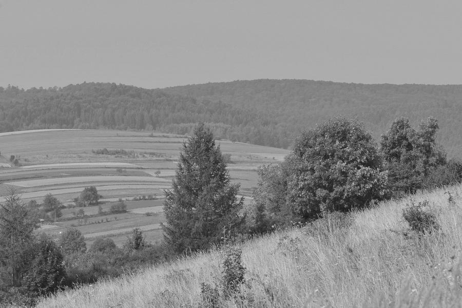 Bury. Ryc. 6. Stanowisko skalnika driady M. dryas (S, 1763) w Tyrawie Wołoskiej, Góry Sanocko- -Turczańskie. 15.08.2015. Fot.