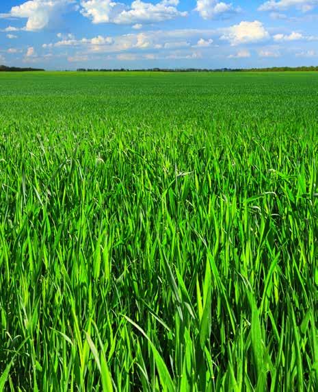 Zalecana ilość cieczy użytkowej: uprawy polowe 200-400 l/ha, uprawy ogrodnicze 500-1000 l/ha.