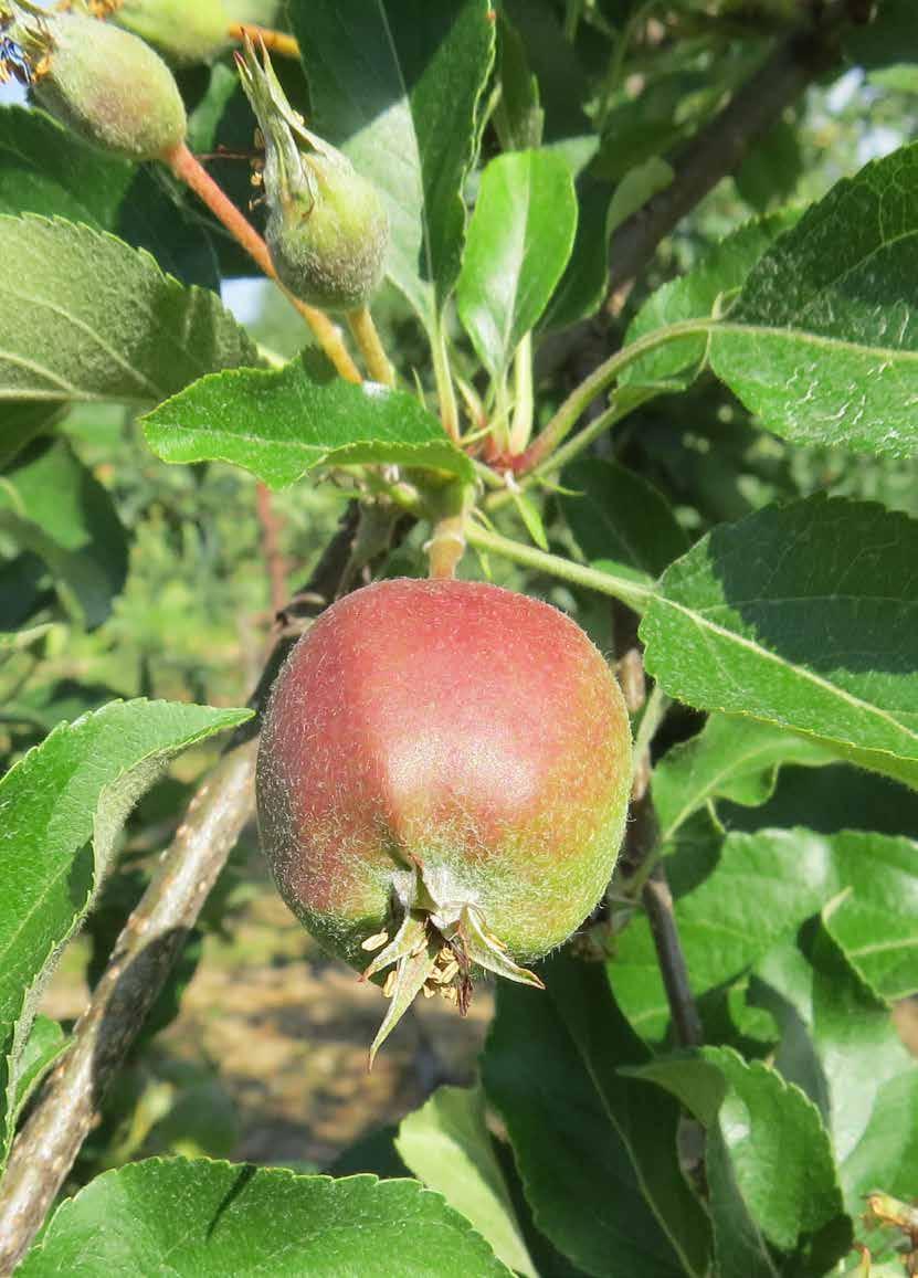 Koncentrat aminokwasowy Pro Horti Amino Max zawiera 20