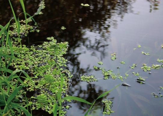 W sierpniu 2011 roku pojawiła się poniżej ujścia Muchawca we wszystkich kontrolowanych starorzeczach Bugu oraz w korycie tej rzeki, zwłaszcza w streﬁe przybrzeżnej, w zatoczkach i wśród roślinności