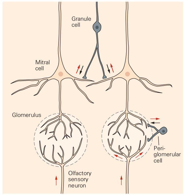przekazywanie sygnału I sygnał z komórek węchowych kłębuszki węchowe (synapsa z