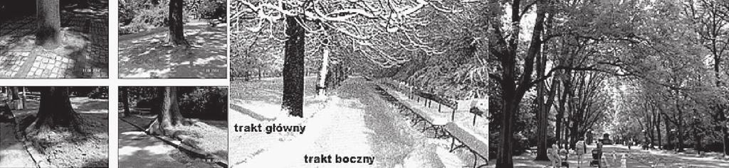 4. Charakterystyka głównych nurtów badań i projektów 73 Il. 60. Analizy stanu drzewostanów Parku Skaryszewskiego w Warszawie, 2004 Fig. 60. Analyses of the condition of the silva in Skaryszewski Park in Warsaw, 2004 opr.