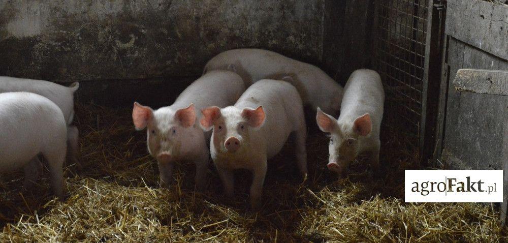 .pl https://www..pl ASF na Mazowszu: wzrasta liczba powiatów zagrożonych! Autor: mgr inż.