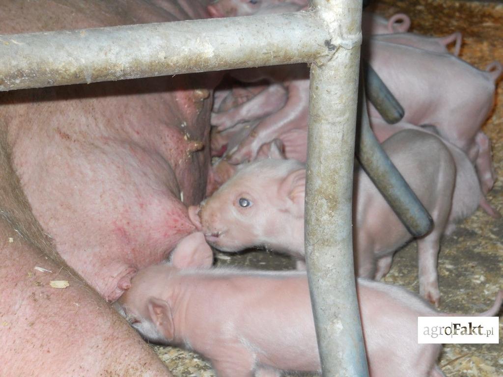.pl https://www..pl kilkanaście sztuk tuczników, ponieważ najczęściej nie są zachowane w nich podstawowe zasady bezpieczeństwa.