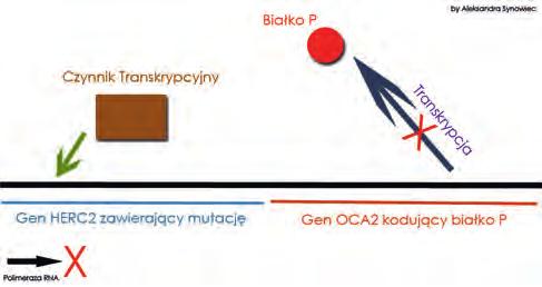 Wszechświat, t. 115, nr 7 9/2014 ARTYKUŁY 181 melanosomów z dużą ilością melaniny oraz występuje tutaj dużo eumelaniny i znacznie mniej feomelaniny.