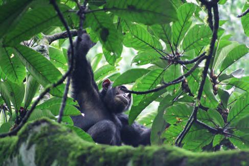 małp, w tym naczelnych Primates (największa koncentracja naczelnych w Afryce).