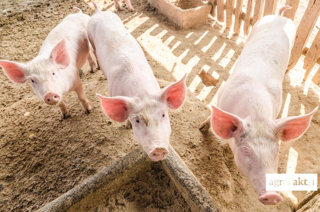 .pl https://www..pl Poza układem pokarmowym, zakwaszona woda wpływa również na sam metabolizm świń. Tyle kwasów do wyboru Który jest najlepszy?