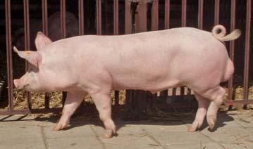 WIELKA BIAŁA POLSKA Rasa mateczna Udział rasy wbp w strukturze ocenionych loch Percentage of evaluated plw sows 37,9% Wzorzec rasy Świnia duża, długa, średnio szeroka i głęboka, o płaskich bokach, w