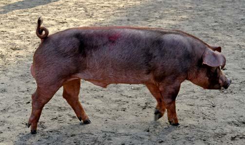 DUROC Rasa ojcowska Udział rasy duroc w strukturze ocenionych loch Percentage of evaluated duroc sows 5,4% Wzorzec rasy Świnia o średnich do dużych wymiarach ciała, śródtułowie dość krótkie, no gi