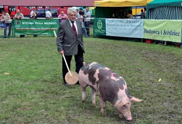 Knurek rasy pietrain z hodowli Henryka Lesińskiego XII Regionalna