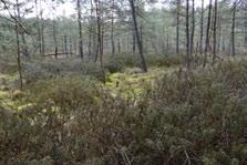 Fot. 6. Bagno zwyczajne Ledum palustre na tle boru bagiennego Photo 6. Marsh ledum Ledum palustre on the boggy pine forest background Fot. 7.