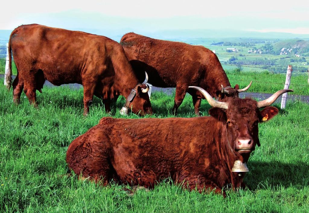 Główne rasy bydła mięsnego VII. BYDŁO RASY SALERS Bydło to pochodzi z Francji z terenów górzystych rejonu Masywu Centralnego. Rasa ta należy do ras dużych.