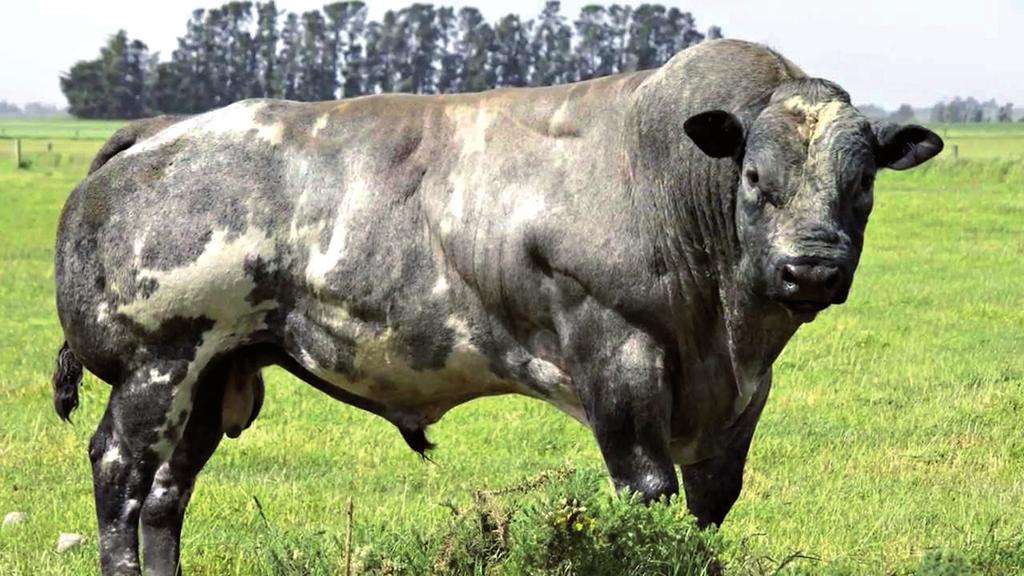 Główne rasy bydła mięsnego Biało-Błękitnej jest bydłem dużego kalibru. Buhaje osiągają średnią wysokość w kłębie na poziomie 145-150 cm, a ich waga waha się w przedziale 1100-1200 kg.