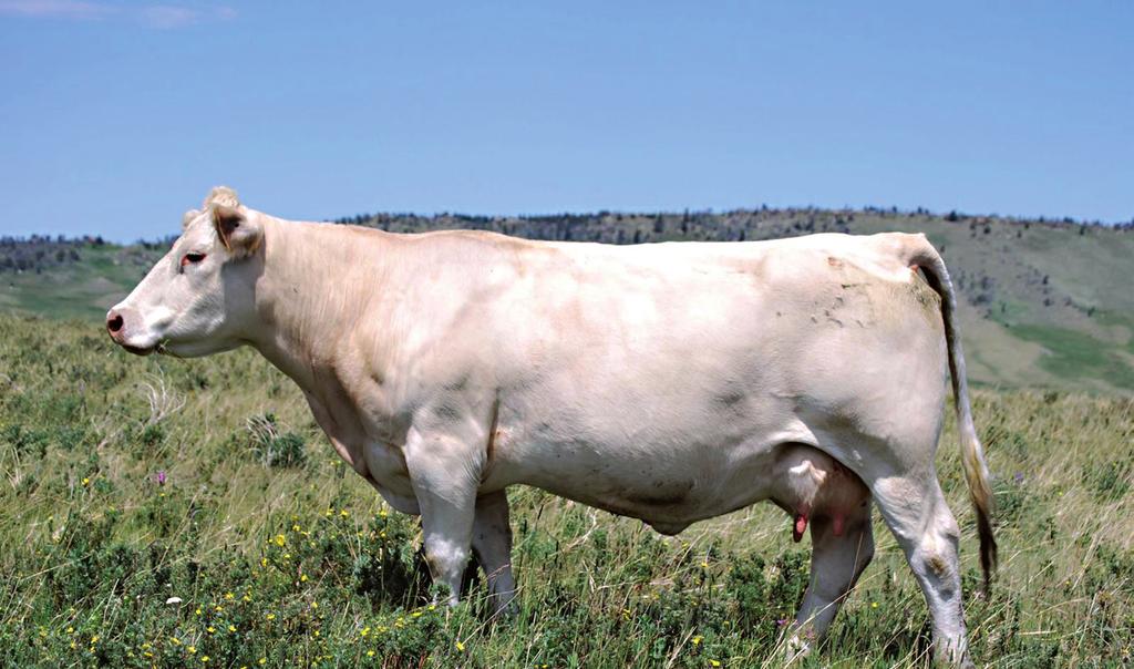 Główne rasy bydła mięsnego II.CHAROLAISE Bydło tej rasy pochodzi ze środkowej Francji z regionu Saone et Loire, a bezpośrednio wywodzi się od bydła roboczego z okolic Charollais.