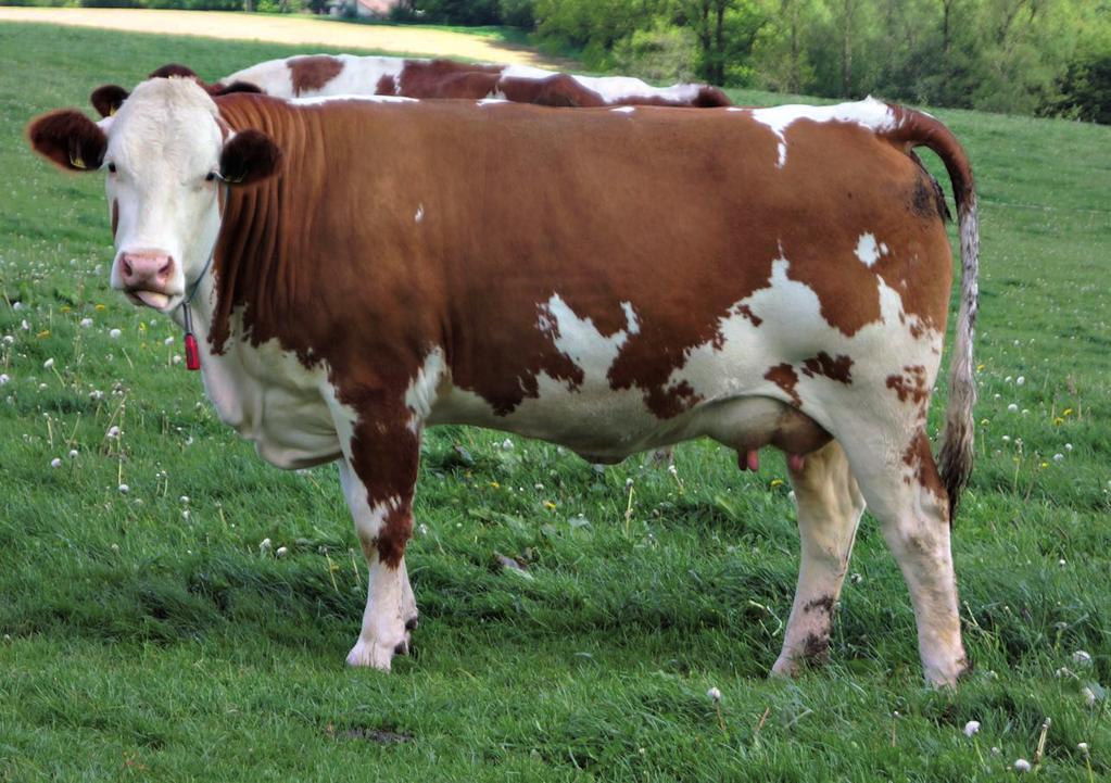 Główne rasy bydła mięsnego masywna budowa o grubym kośćcu i bardzo dobrym umięśnieniu.