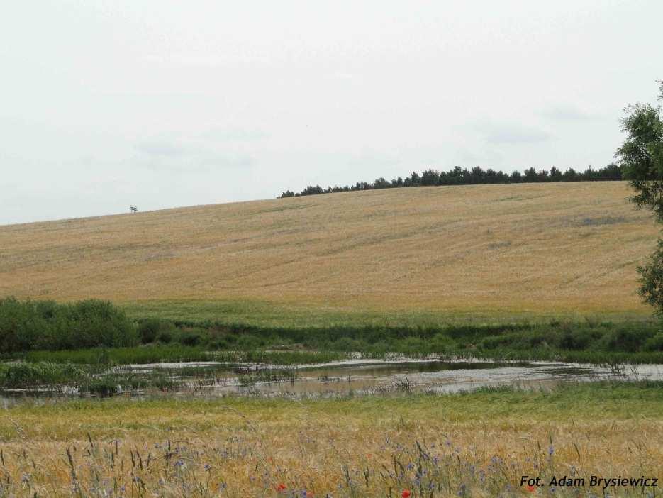 As noted in Poland, constructed wetlands are not being built in order to retain nutrients flushed from fields, but it is worth while noting that: Poland has an area of about 4.