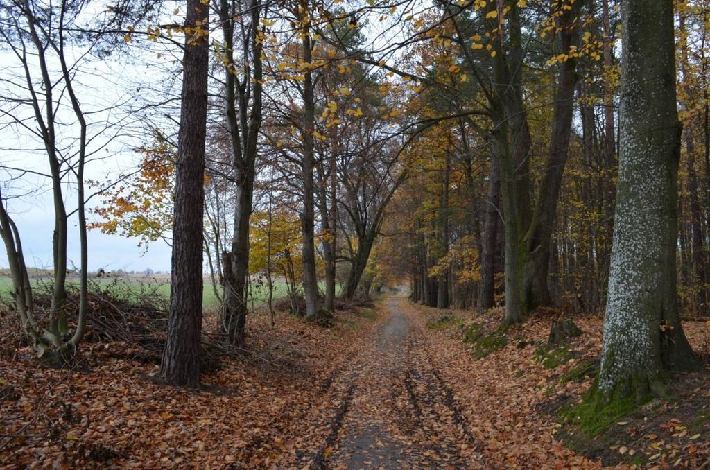 Droga nr 41 Bucznik (skrzyżowanie w lesie) - Przezmark Zakrzaczenia