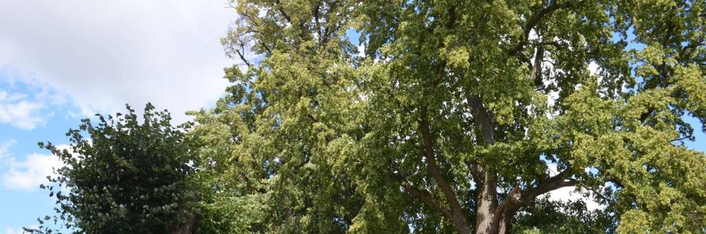 Droga nr 42 Kołtyniany- Lipiec Charakterystyczne są tu duże stare dziuplaste lipy - siedlisko pachnicy dębowej. Są jedynie śladem po dawnej alei.