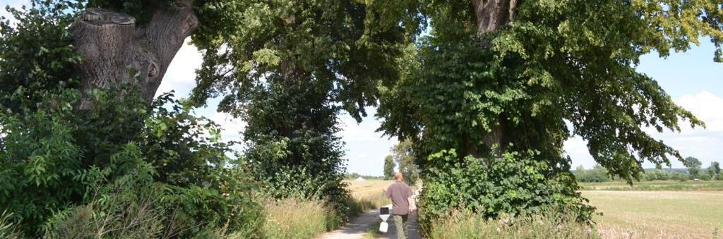 446195 Długość, nawierzchnia 1,5 km; gruntowa Rozstaw drzew Szpaler 1 Pierwotny 12 m, obecnie nieregularny z dużymi lukami Odległość szpalerów od krawędzi jezdni