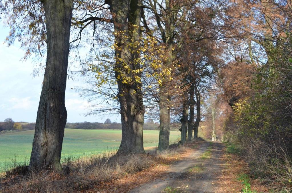 Droga nr 44 Stare Miasto - Adamowo; Jesienią 2013 r.