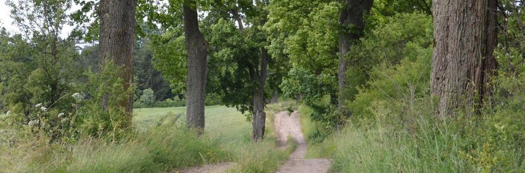359760 Długość, nawierzchnia 1,8 km; gruntowa Rozstaw drzew Szpaler 1 Około 15 m Odległość szpalerów od krawędzi Szpaler 1 Ok.