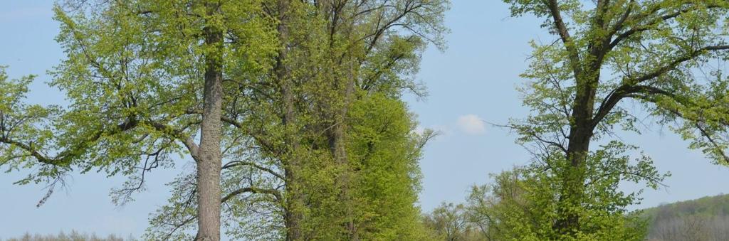Droga nr 2 Stary Dzierzgoń -