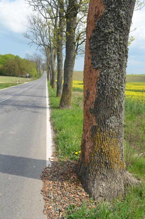 Uwagi/walory kulturowe : Fragmentami na odcinku niewyremontowanym aleja bardzo dobrze zachowana. Nawierzchnia: asfalt, miejscami bruk.