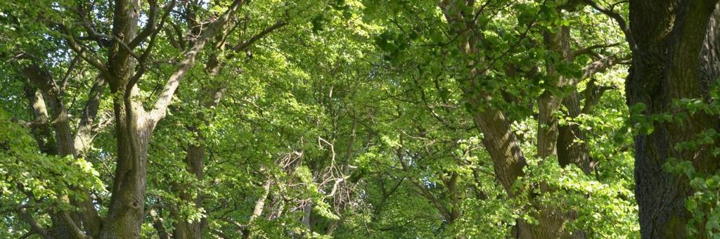 Droga nr 11 Stary Dzierzgoń - Mortąg Początkowy