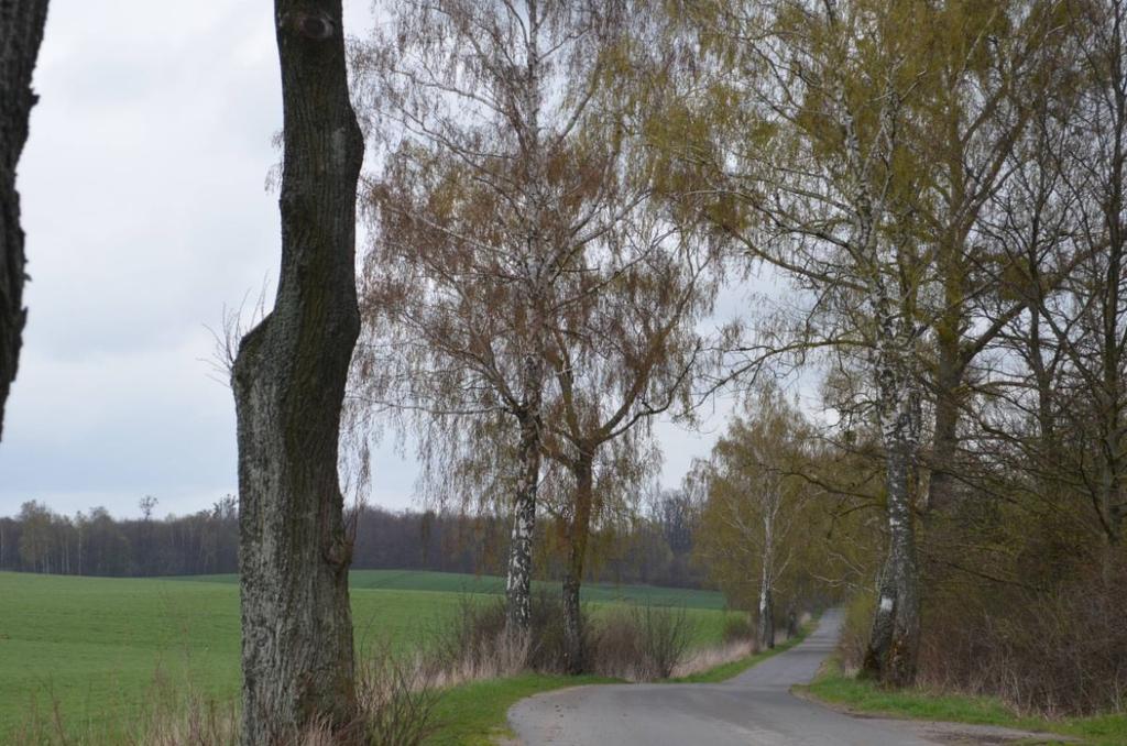 Droga nr 12 Stare Miasto (za lasem) Monasterzysko Wielkie Odcinek graniczący z lasem, z