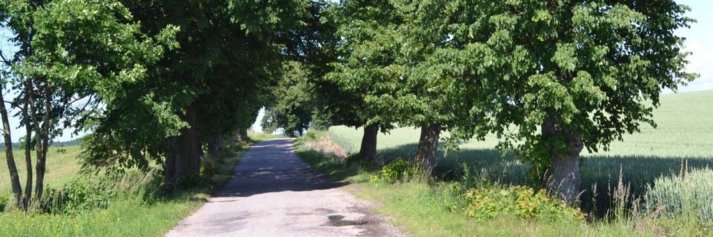 3969680 Długość, nawierzchnia km 2,1; asfalt Rozstaw drzew Szpaler 1 Pierwotnie 10 m, średnio 15 m Odległość szpalerów od krawędzi Szpaler 1 1 m jezdni 1 m Drzewa