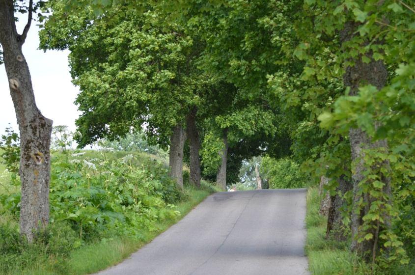 Wierz 1 Trz 1 Obwód (średnia szacunkowa na 152 Obwody wybranych gatunków (w Kl: 176, 116, 208, 211, 172 podstawie próby losowej) cm) Występowanie gatunków chronionych: porosty: mąkla tarniowa Evernia