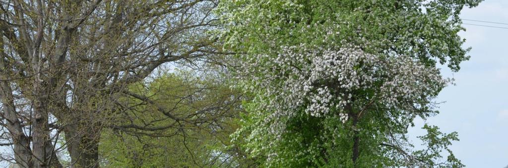 Droga nr 30 Lipiec (od skrzyżowania) - Pudłowiec Jako uzupełnienie alei rekomendowane jest m.in sadzenie drzew owocowych- jabłoni i gruszy.