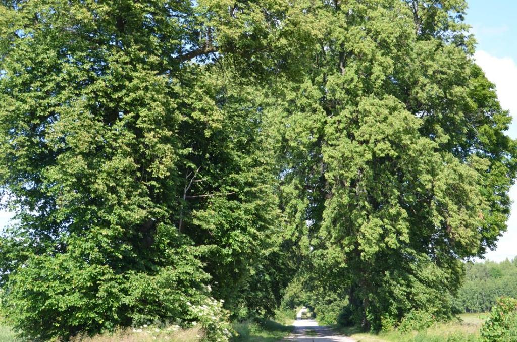 Droga nr 31 Mortąg - Bucznik Dane ogólne Zarząd drogi Gminna publiczna Nr GPS Początek: N 53.825827, 19.435755; Koniec: N 53.838223, E 19.