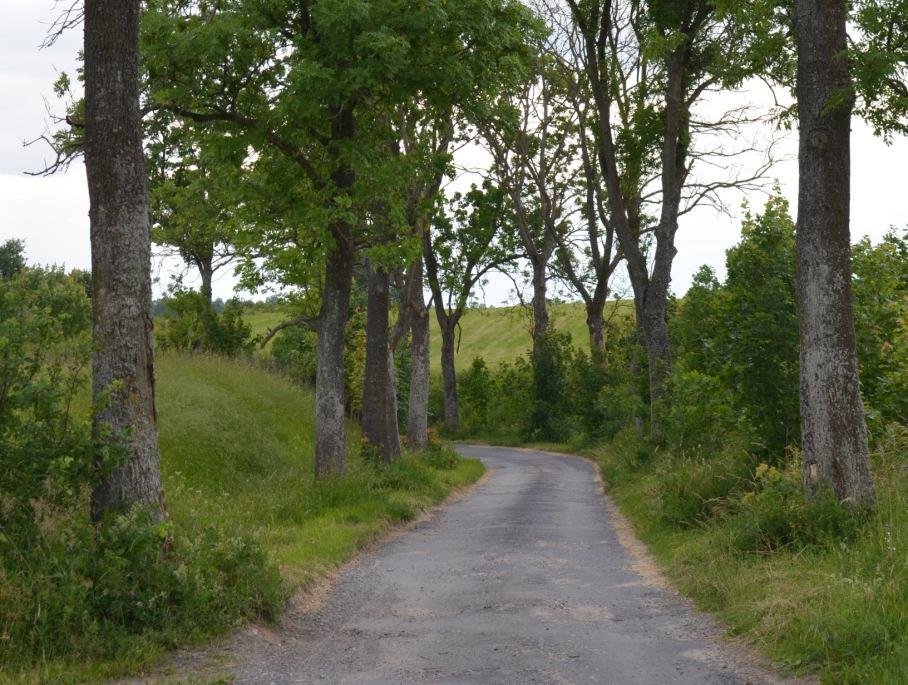 522105 Długość, nawierzchnia 3,1 km; asfalt Rozstaw drzew Szpaler 1 Około 20 m Odległość szpalerów od krawędzi Szpaler 1