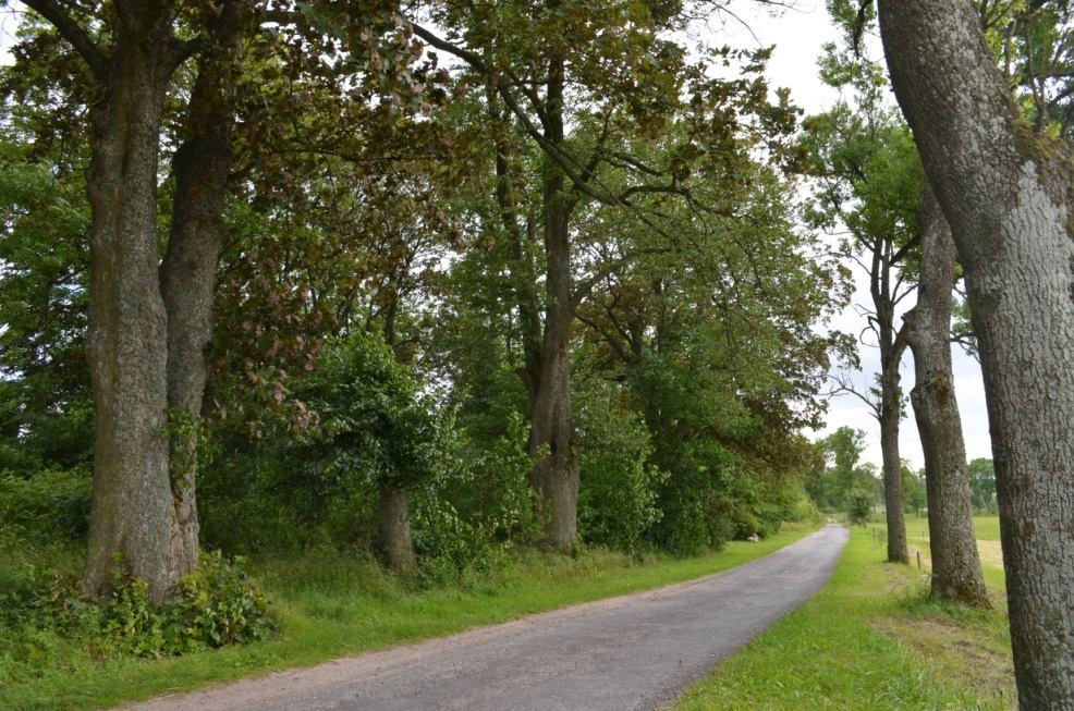 Kl 3 Jabł 3 Grusza 1 2 Lp 4 Jes 56=69,14% Db 3 Brz 3 Kl 1 Jaw 2 Jabł 3 Grusza 1 Wierz 7 Buk 1 81 Obwód (średnia szacunkowa na podstawie próby losowej) 128 Obwody wybranych gatunków (w cm) Js 102, 98,