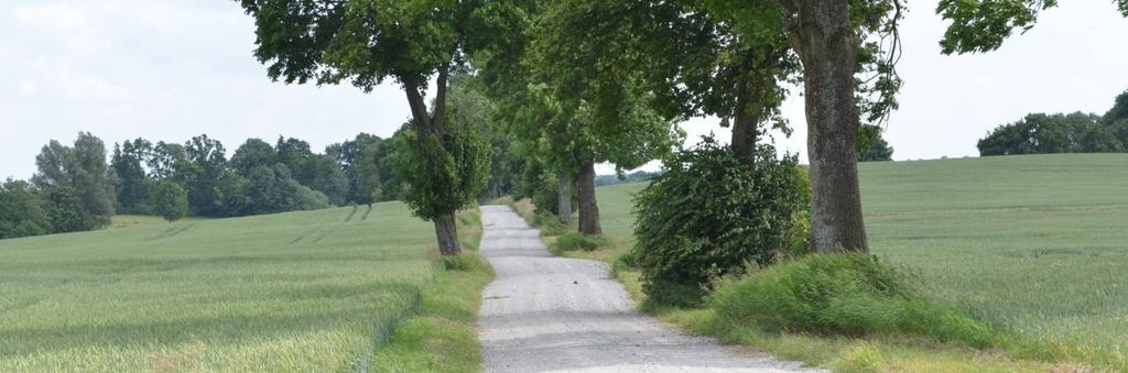 468517 Długość, nawierzchnia 2,5 km; grunt utwardzony, bruk Rozstaw drzew Szpaler 1 Około 35 m Odległość szpalerów od krawędzi jezdni