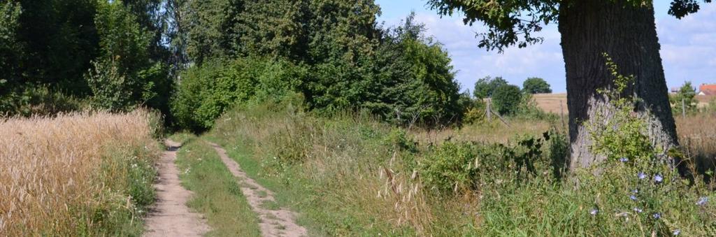 469832 Długość, nawierzchnia 1,7 km; gruntowa Rozstaw drzew Szpaler 1 Nieregularny Odległość szpalerów od krawędzi Szpaler 1 Ok.