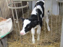 .pl https://www..pl Hodowca musi dbać o zdrowie i odpowiednie dokarmianie cieląt Dla wielu hodowców kluczowy dla dojrzałości hodowlanej krów jest właściwy okres pierwszego zacielenia.