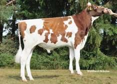 19 398 Mleko Szybkość doju Indeks główny 142 Wydajność mleczna 74 % 138 +2455 kg -0,57 % +41 kg -0,22 % +60 kg Pokrój 62 % 122 107 98 121 Długowieczność 62 % Komórki somatyczne 77 % 111 Szybkość doju