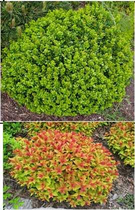 0,5m beżowe VI-VII X 3030 32 20 tawuła japońska Spiraea japonica 'Goldmound' 1.
