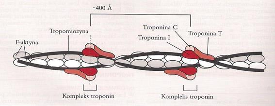 C (Troponin C TnC) wiąże jony wapnia i reguluje stężenie wapnia w komórce, a troponina I (TnI Troponin I) blokuje interakcję aktyny z miozyną poprzez wiązanie się z aktyną.