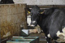 .pl https://www..pl Krowy potrzebują około 100 litrów wody dziennie! Krowy do wysokiej produkcji mleka potrzebują naprawdę dużo wody.