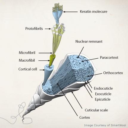 blogspot.com/2012/02/ macro-and-micro-structure-of-wool-fiber.