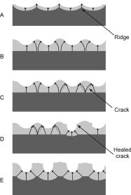 PORE INITIATION DEFORMATION OF M/O INTERFACE Uniform film with uniform current distribution Higher current above metal ridges, accompanied by a local Joule heating results in a thicker oxide layer.