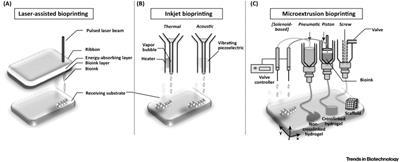Natomiast w drugim mechanizmie wykorzystywany jest kryształ piezoelektryczny. W komorze bioatramentowej generowane są fale akustyczne, które wyrzucają przez dyszę drukarki krople bioatramentu.