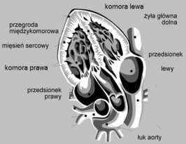diagostyce medyczej Serce,
