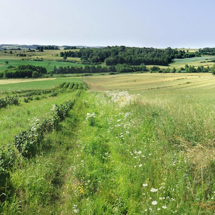 1.4.5 Turystyka Walory krajobrazowe oraz przyrodnicze stwarzają podstawy do rozwoju turystyki na obszarze Gminy Gorzków, co może być jednym ze sposobów przeciwdziałania bezrobociu i bodźcem do